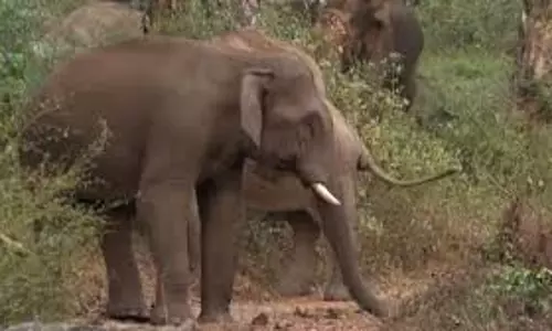 Jhargram: मशालों की रोशनी में हाथियों को गांव से दूर भगाया Jhargram: मशालों की रोशनी में हाथियों को गांव से दूर भगाया