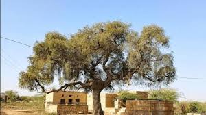 Rajasthan सरकार खेजड़ी के पेड़ों की सुरक्षा के लिए कड़े नियम लागू करेगी