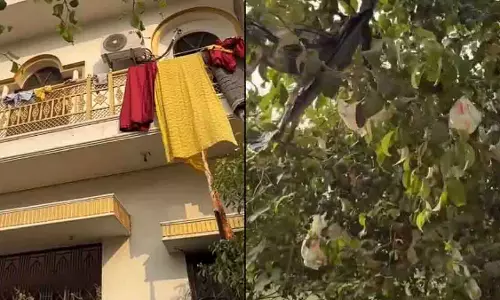 Varanasi का विवादित मामला: कपल ने बच्चे के डायपर के लिए पेड़ चुना