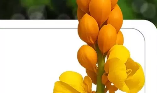 दाद मर्दन पौधा: त्वचा के लिए फायदेमंद है ये फूल, कई हैं इसके फायदे