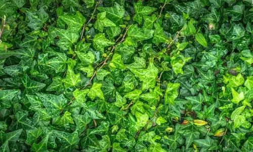 सावधान! कुछ पौधे हो सकते हैं सांपों का ठिकाना, जानें अपने Garden की सुरक्षा सावधान! कुछ पौधे हो सकते हैं सांपों का ठिकाना, जानें अपने Garden की सुरक्षा