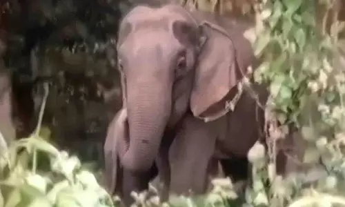 हाथियों के खेतों में अंदर तक आने से अथागढ़ के किसान घबरा गए