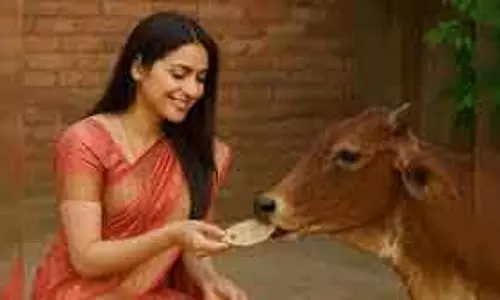 गाय को रोटी खिलाने के अद्भुत Benefits और जरूरी सावधानियां