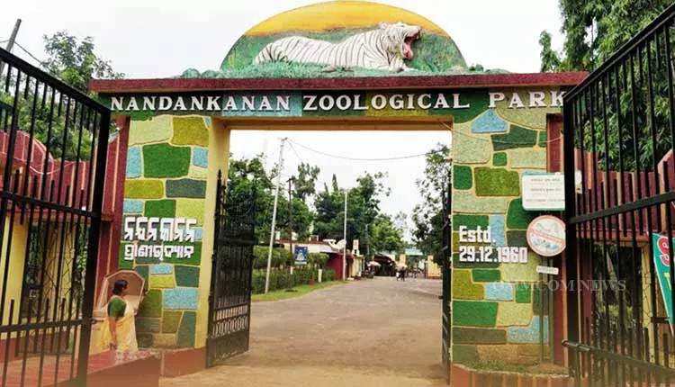 Nandankanan पहली बार अफ्रीकी चीते लाने के लिए तैयार Nandankanan पहली बार अफ्रीकी चीते लाने के लिए तैयार