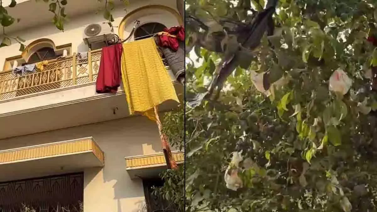 Varanasi का विवादित मामला: कपल ने बच्चे के डायपर के लिए पेड़ चुना Varanasi का विवादित मामला: कपल ने बच्चे के डायपर के लिए पेड़ चुना