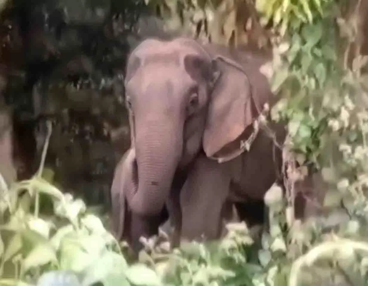 हाथियों के खेतों में अंदर तक आने से अथागढ़ के किसान घबरा गए हाथियों के खेतों में अंदर तक आने से अथागढ़ के किसान घबरा गए