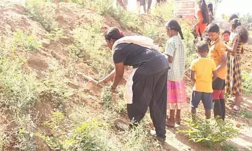 2.24 करोड़ ताड़ के बीज लगाए गए: तमिलनाडु सरकार की जानकारी 2.24 करोड़ ताड़ के बीज लगाए गए: तमिलनाडु सरकार की जानकारी