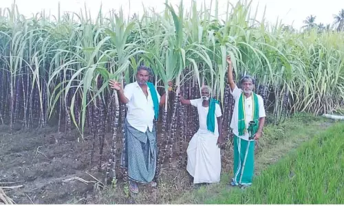 तमिलनाडु के किसान PDS के लिए गन्ने की सीधी खरीद की मांग कर रहे तमिलनाडु के किसान PDS के लिए गन्ने की सीधी खरीद की मांग कर रहे