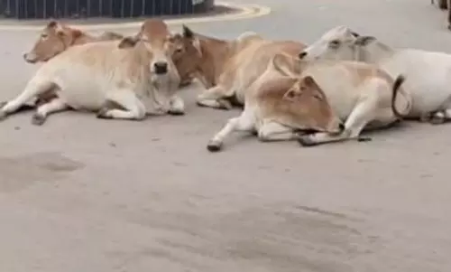 घुमंतू पशुओं के मालिकों की अब खैर नहीं, हवालात में होंगे