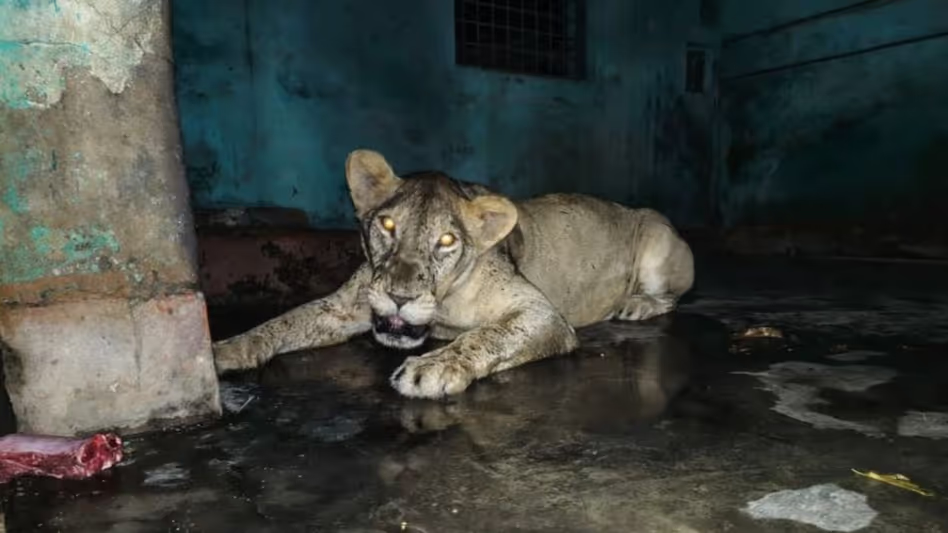 Assam : डेज़ी ने दहशत फैला दी ढाका चिड़ियाघर में भागी हुई शेरनी को 2.5 घंटे बाद फिर से पकड़ लिया Assam : डेज़ी ने दहशत फैला दी ढाका चिड़ियाघर में भागी हुई शेरनी को 2.5 घंटे बाद फिर से पकड़ लिया