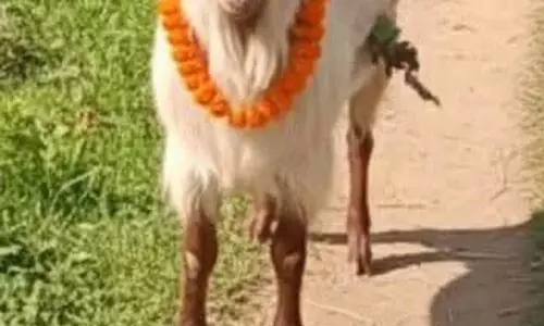 पवित्र बकरी Mahasu Maharaj के राज्य में पहले प्रवेश का प्रतीक है