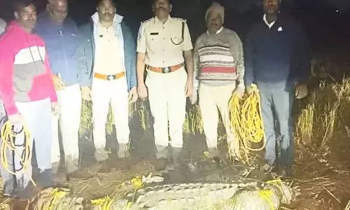 Keru के पास गांव की सड़क पर मगरमच्छ दिखा, उसे बचाया गया और मंजेरा में छोड़ दिया गया
