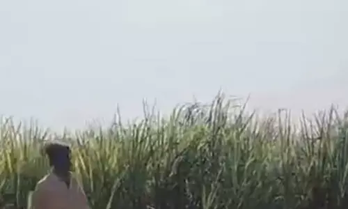 गन्ने की फसल आग की चपेट में, किसान को लाखों का नुकसान गन्ने की फसल आग की चपेट में, किसान को लाखों का नुकसान