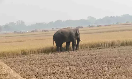फसल कटाई के मौसम में Mayurbhanj में हाथियों की आवाजाही से किसानों में डर फसल कटाई के मौसम में Mayurbhanj में हाथियों की आवाजाही से किसानों में डर