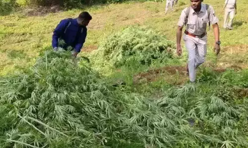 Odisha: रिकॉर्ड गांजा ज़ब्त, 5 साल में 52,000 एकड़ में गांजा की खेती नष्ट Odisha: रिकॉर्ड गांजा ज़ब्त, 5 साल में 52,000 एकड़ में गांजा की खेती नष्ट