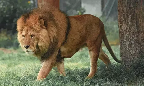 शेर Zoo से भाग गया.. आगे क्या हुआ?