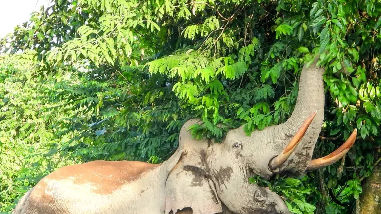 Kerala में बाघों की गिनती कर रहे वन अधिकारी को बाघ ने कुचलकर मार डाला