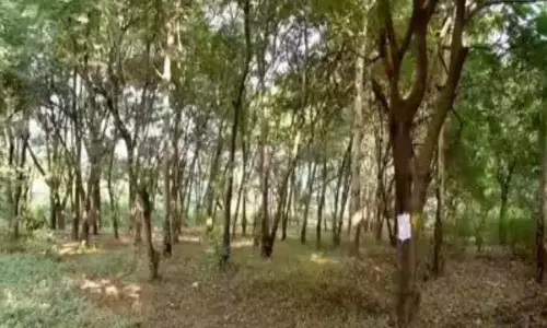 Nashik कुंभ मेले के लिए पेड़ काटने के खिलाफ आज पुणे में विरोध प्रदर्शन। Nashik कुंभ मेले के लिए पेड़ काटने के खिलाफ आज पुणे में विरोध प्रदर्शन।