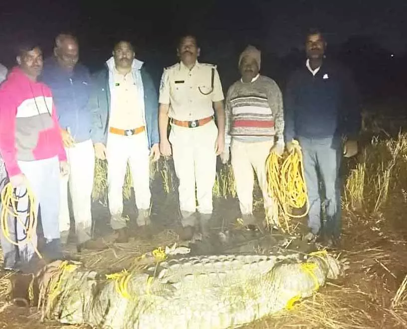 Keru के पास गांव की सड़क पर मगरमच्छ दिखा, उसे बचाया गया और मंजेरा में छोड़ दिया गया Keru के पास गांव की सड़क पर मगरमच्छ दिखा, उसे बचाया गया और मंजेरा में छोड़ दिया गया