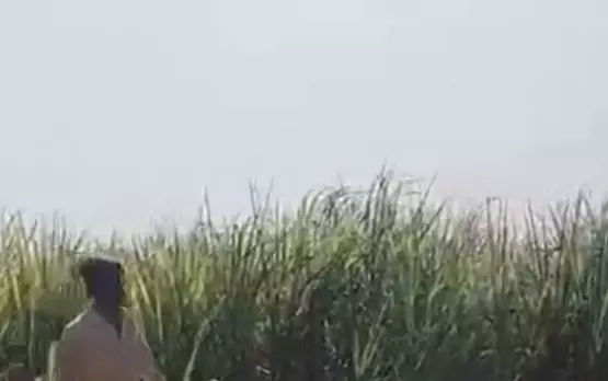 गन्ने की फसल आग की चपेट में, किसान को लाखों का नुकसान गन्ने की फसल आग की चपेट में, किसान को लाखों का नुकसान