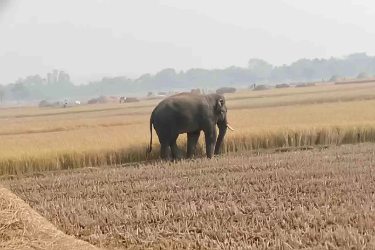 फसल कटाई के मौसम में Mayurbhanj में हाथियों की आवाजाही से किसानों में डर फसल कटाई के मौसम में Mayurbhanj में हाथियों की आवाजाही से किसानों में डर