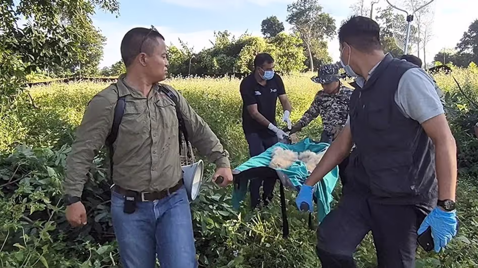 Arunachal प्रदेश में चार दिन के ऑपरेशन के बाद हूलॉक गिब्बन परिवार को बचाया Arunachal प्रदेश में चार दिन के ऑपरेशन के बाद हूलॉक गिब्बन परिवार को बचाया
