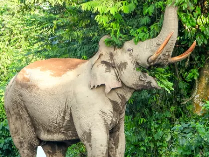 Kerala में बाघों की गिनती कर रहे वन अधिकारी की कुचलकर हत्या Kerala में बाघों की गिनती कर रहे वन अधिकारी की कुचलकर हत्या