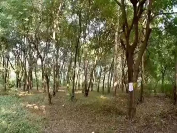 Nashik कुंभ मेले के लिए पेड़ काटने के खिलाफ आज पुणे में विरोध प्रदर्शन। Nashik कुंभ मेले के लिए पेड़ काटने के खिलाफ आज पुणे में विरोध प्रदर्शन।