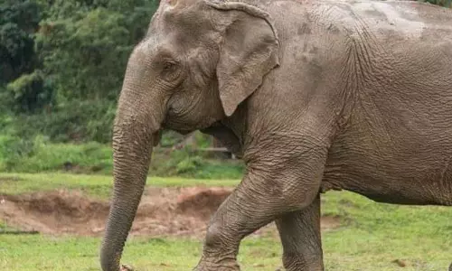 जंगली हाथी का उत्पात, बिलासपुर में महिला घायल