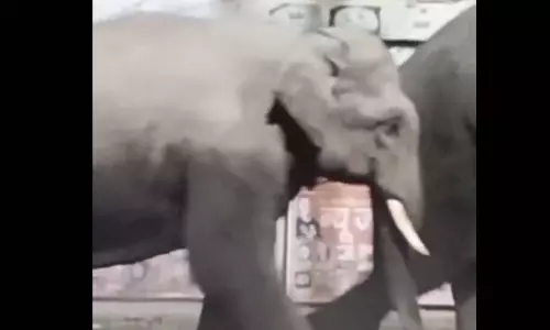 लोग सड़क खाली कर इंतजार करने लगे, दिखा ऐसा नजारा... लोग सड़क खाली कर इंतजार करने लगे, दिखा ऐसा नजारा...