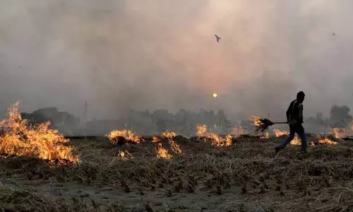 Doaba में पराली जलाने के मामलों में 55% की गिरावट दर्ज की गई