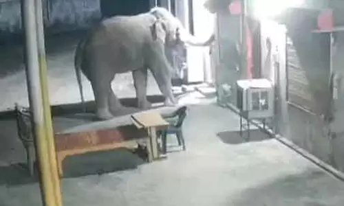 मंदिर पहुंचा हाथी, नजारा CCTV कैमरे में कैद