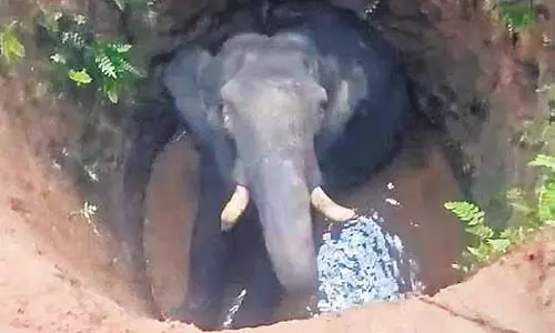 Angul में हाथी कुएं में गिरा, सुरक्षित बचाया गया Angul में हाथी कुएं में गिरा, सुरक्षित बचाया गया