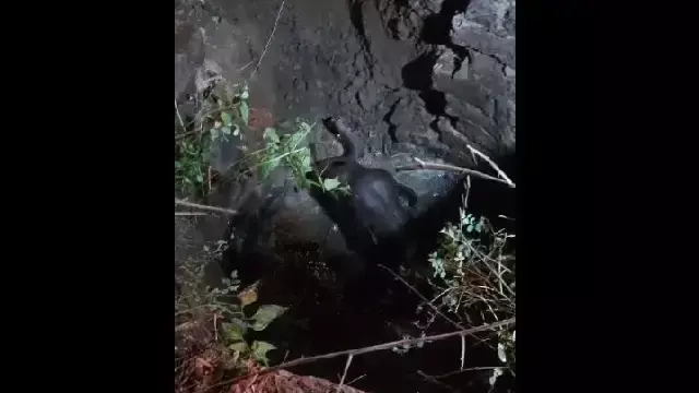 Angul में एक कुएं में गिरे 8 वर्षीय हाथी को बचाया गया Angul में एक कुएं में गिरे 8 वर्षीय हाथी को बचाया गया