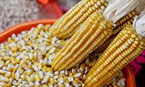 राज्य सरकार ने किसानों को अच्छी खबर दी है; मक्के की खरीद की सीमा बढ़ाकर 50 क्विंटल कर दी गई राज्य सरकार ने किसानों को अच्छी खबर दी है; मक्के की खरीद की सीमा बढ़ाकर 50 क्विंटल कर दी गई