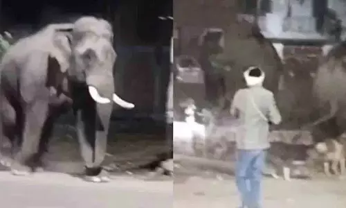 Haridwar Highway पर 6 जंगली हाथियों ने मचाया हंगामा। Haridwar Highway पर 6 जंगली हाथियों ने मचाया हंगामा।