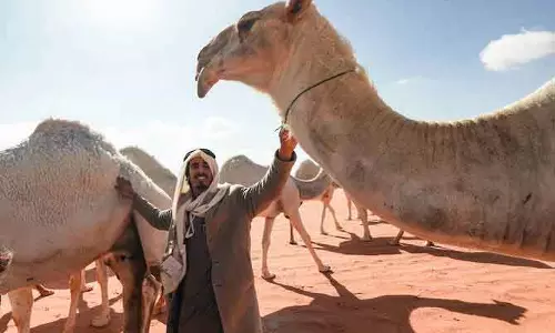 Saudi Arabia में ऊंटों का खास महत्व, शौक और सांस्कृतिक पहचान का प्रतीक Saudi Arabia में ऊंटों का खास महत्व, शौक और सांस्कृतिक पहचान का प्रतीक