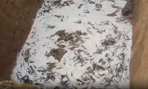 VIDEO BREAKING: थाई मांगुर मछली की अवैध तस्करी, दो आरोपी गिरफ्तार VIDEO BREAKING: थाई मांगुर मछली की अवैध तस्करी, दो आरोपी गिरफ्तार