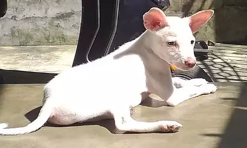 पुलिस नरेंद्रपुर में एक Animal Shelter में पालतू कुत्तों को ज़हर देने के आरोप की जांच कर रही पुलिस नरेंद्रपुर में एक Animal Shelter में पालतू कुत्तों को ज़हर देने के आरोप की जांच कर रही