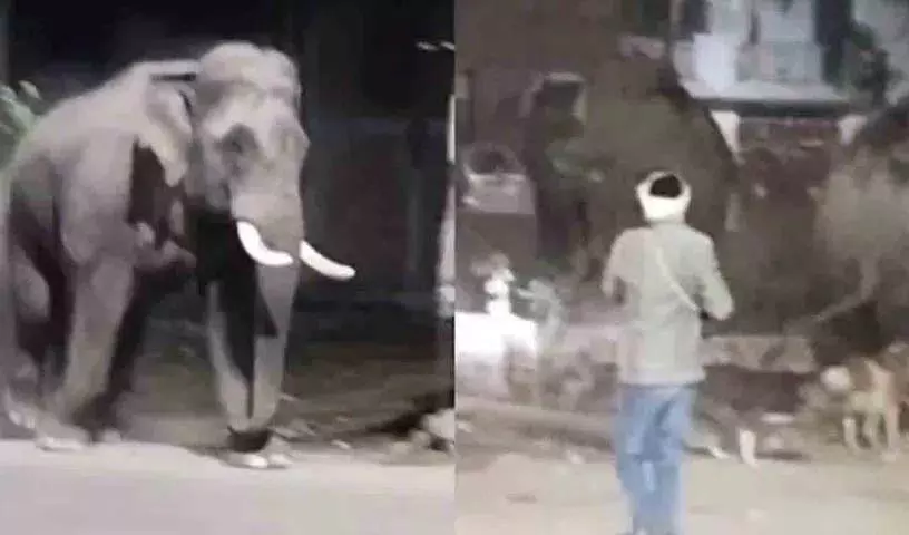 Haridwar Highway पर 6 जंगली हाथियों ने मचाया हंगामा। Haridwar Highway पर 6 जंगली हाथियों ने मचाया हंगामा।