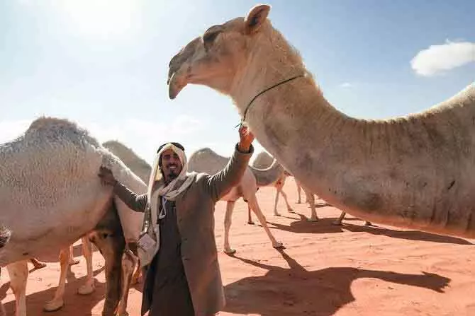 Saudi Arabia में ऊंटों का खास महत्व, शौक और सांस्कृतिक पहचान का प्रतीक Saudi Arabia में ऊंटों का खास महत्व, शौक और सांस्कृतिक पहचान का प्रतीक
