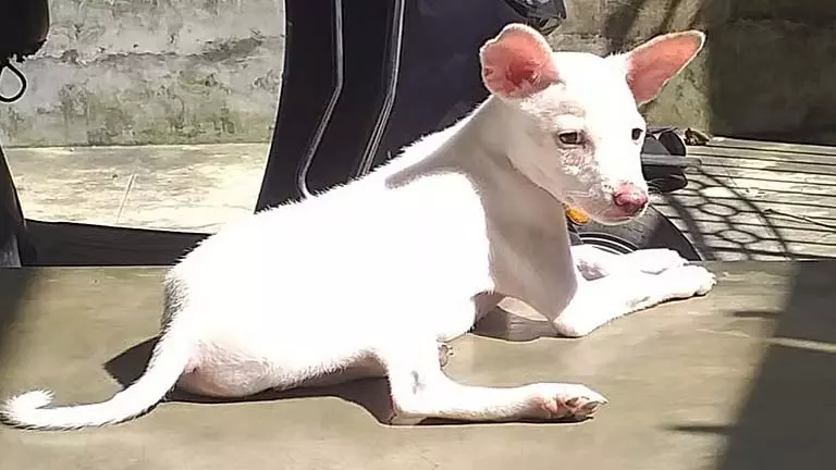 पुलिस नरेंद्रपुर में एक Animal Shelter में पालतू कुत्तों को ज़हर देने के आरोप की जांच कर रही पुलिस नरेंद्रपुर में एक Animal Shelter में पालतू कुत्तों को ज़हर देने के आरोप की जांच कर रही