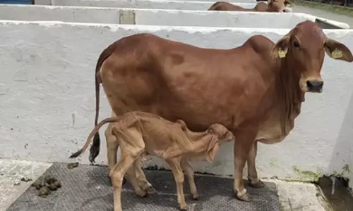 गोमूत्र : अपशिष्ट नहीं औषधि, कई बीमारियों से लड़ने में सहायक गोमूत्र : अपशिष्ट नहीं औषधि, कई बीमारियों से लड़ने में सहायक