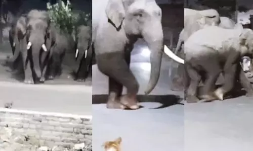 Haridwar: हाथियों के झुंड ने बढ़ाई सड़क पर चिंता