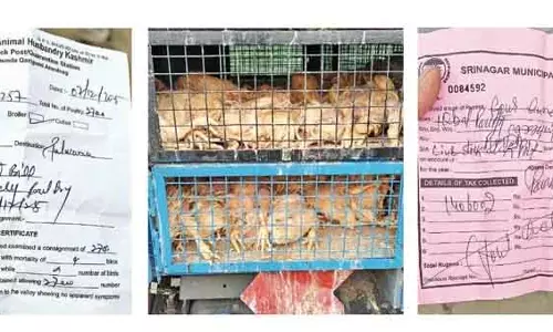 ‘क्लीन’ सर्टिफिकेट वाले 119 मरे मुर्गे, Kashmir के फूड सेफ्टी दावे पर सवाल