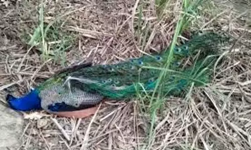 Bhiwani: राष्ट्रीय पक्षी मोर मृत मिलने पर वन विभाग सतर्क