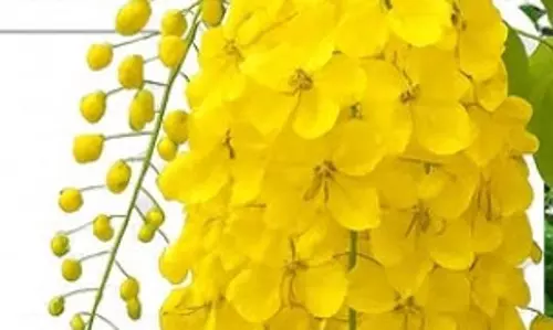 अद्भुत अमलतास : पाचन तंत्र को मजबूत बनाने में मददगार, त्वचा रोगों के लिए भी रामबाण अद्भुत अमलतास : पाचन तंत्र को मजबूत बनाने में मददगार, त्वचा रोगों के लिए भी रामबाण