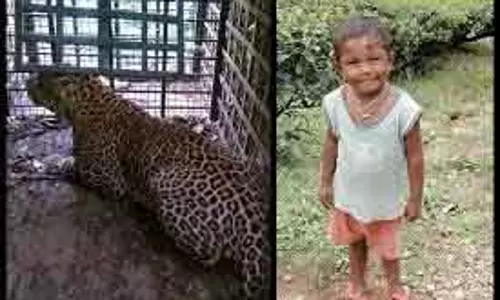 वलपराई में तेंदुए ने एक लड़के को मार डाला वलपराई में तेंदुए ने एक लड़के को मार डाला