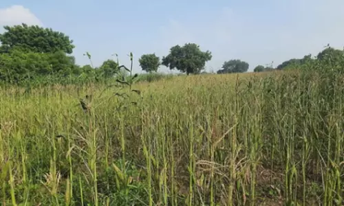 लगातार बारिश से Tamil Nadu के वेप्पनथट्टई में मक्के की फसल को नुकसान लगातार बारिश से Tamil Nadu के वेप्पनथट्टई में मक्के की फसल को नुकसान
