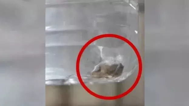kerala : पानी में मिली छिपकली, युवक इलाज के लिए अस्पताल में भर्ती kerala : पानी में मिली छिपकली, युवक इलाज के लिए अस्पताल में भर्ती